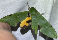 Euchloron megaera