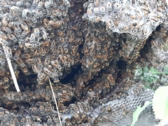 Brachygastra mellifica