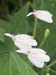 Rhinacanthus nasutus