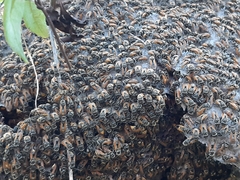 Brachygastra mellifica