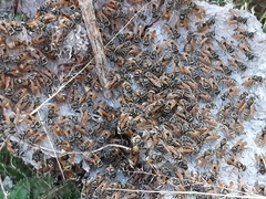 Brachygastra mellifica