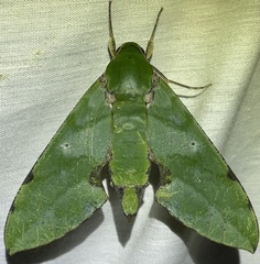 Euchloron megaera