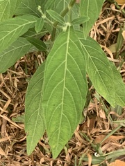 Rhinacanthus nasutus