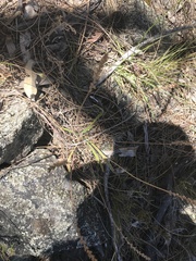 Plantago gaudichaudii