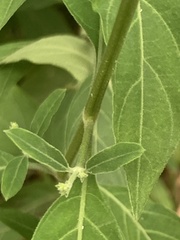 Rhinacanthus nasutus