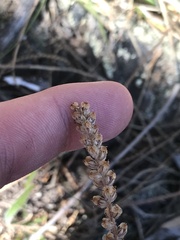 Plantago gaudichaudii