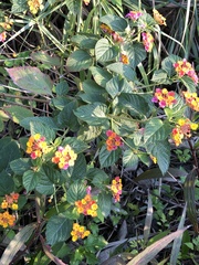 Lantana camara