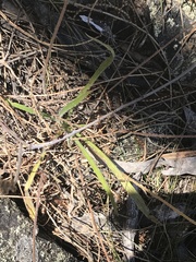 Plantago gaudichaudii