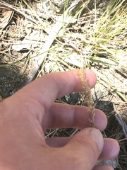 Plantago gaudichaudii
