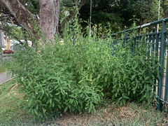 Rhinacanthus nasutus