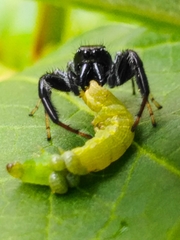 Paraphidippus aurantius