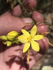 Bulbine glauca