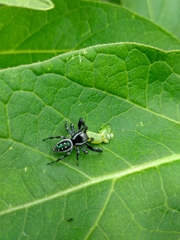 Paraphidippus aurantius