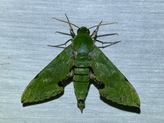 Euchloron megaera