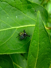 Paraphidippus aurantius