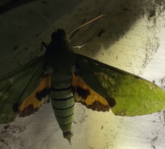 Euchloron megaera