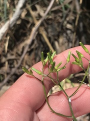 Senecio quadridentatus