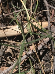 Senecio quadridentatus
