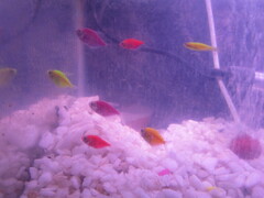 Gymnocorymbus ternetzi