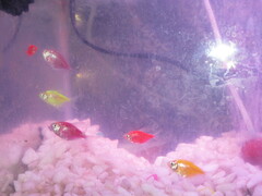 Gymnocorymbus ternetzi