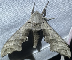Smerinthini
