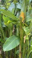 Heliconia caribaea