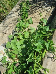 Zehneria scabra