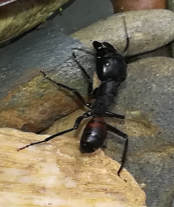 Camponotus satan from Khlong Sok, Phanom District, Surat Thani 84250 ...