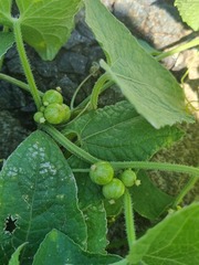 Zehneria scabra