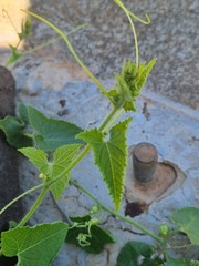 Zehneria scabra