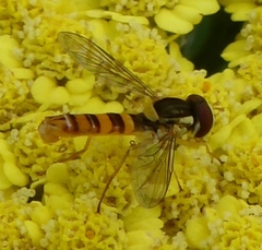 Sphaerophoria philanthus