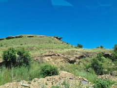 Cussonia paniculata sinuata