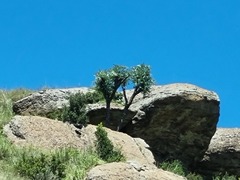 Cussonia paniculata sinuata