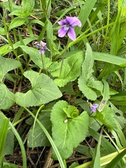 Viola confusa