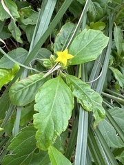 Mussaenda formosanum