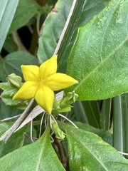 Mussaenda formosanum
