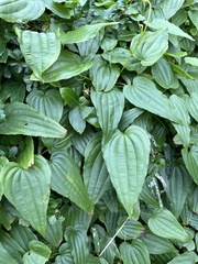 Stemona tuberosa