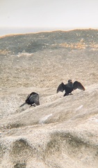 Microcarbo coronatus