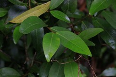 Austrobuxus swainii