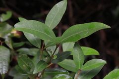Austrobuxus swainii
