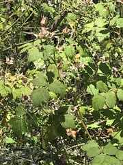 Rubus parvifolius