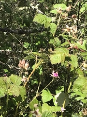 Rubus parvifolius