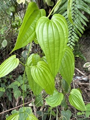 Stemona tuberosa