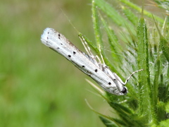 Myelois circumvoluta