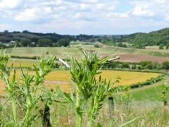 Myelois circumvoluta