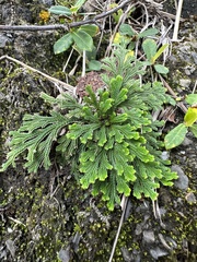 Selaginella tamariscina