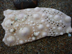 Strongylocentrotus purpuratus