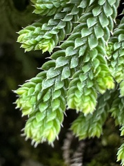 Selaginella tamariscina