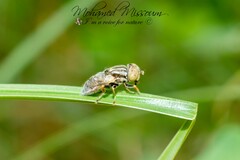 Eristalinus aeneus