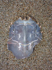 Blepharipoda occidentalis